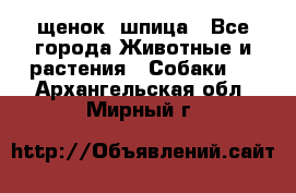 щенок  шпица - Все города Животные и растения » Собаки   . Архангельская обл.,Мирный г.